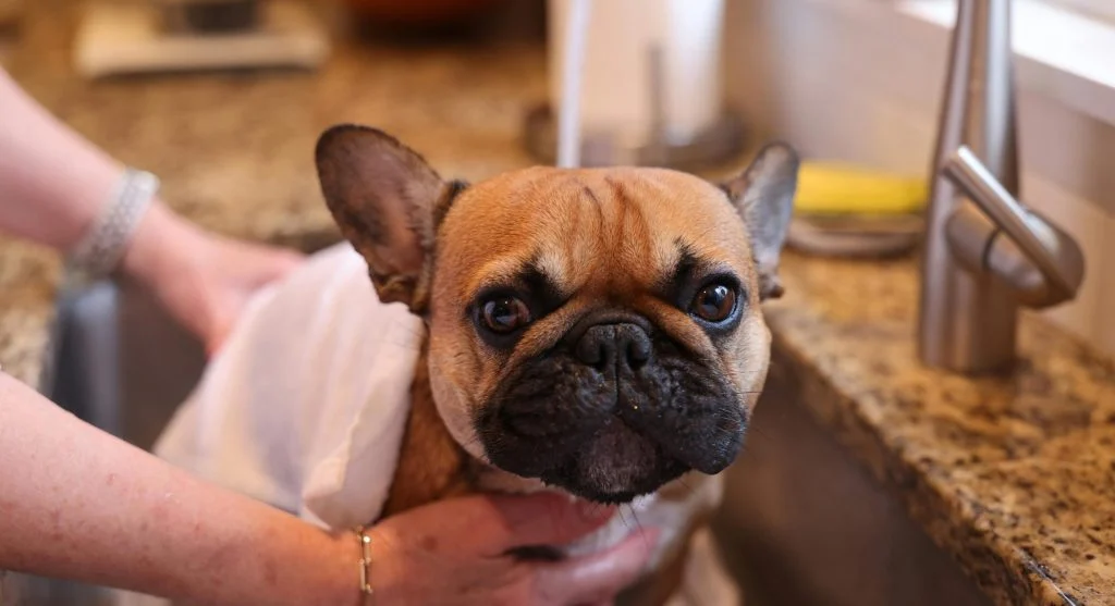 Bulldog daily routine including grooming and skin fold care