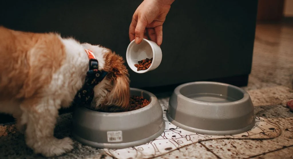 Bulldog puppy nutrition and healthy feeding routine