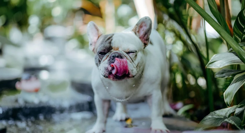 Bulldog daily routine begins with hydration and wellness checks