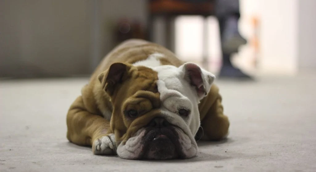 Bulldog health observation showing reduced energy levels in a resting dog