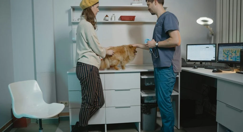 Bulldog health check showing an owner monitoring a dog's condition