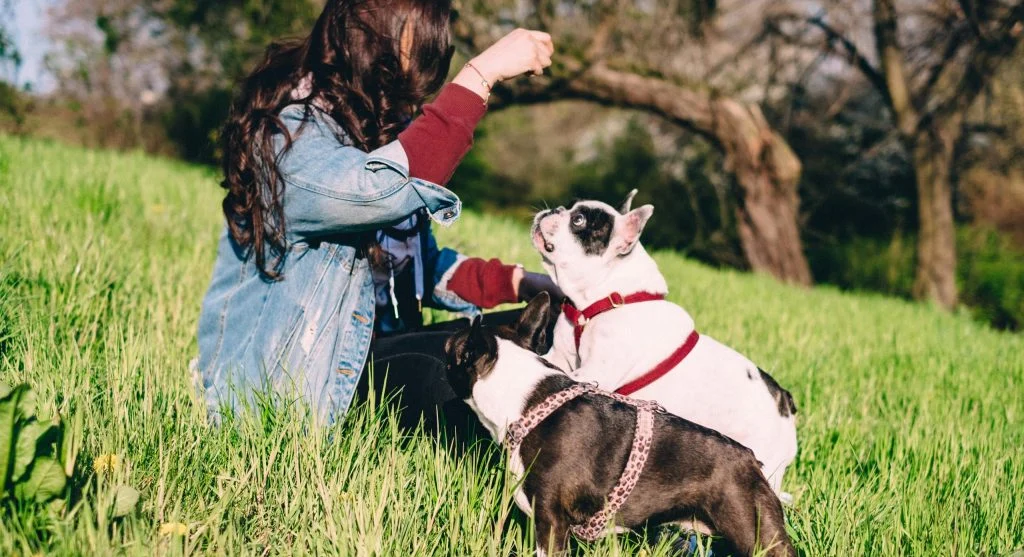 Bulldog nutrition guide showing a healthy bulldog eating a balanced meal