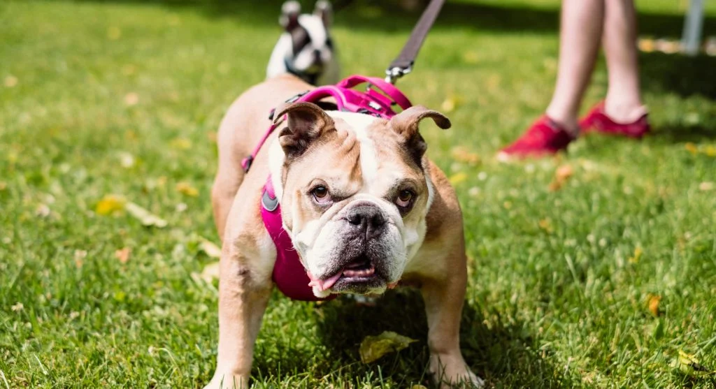 Bulldog care guide showing a healthy English Bulldog outdoors