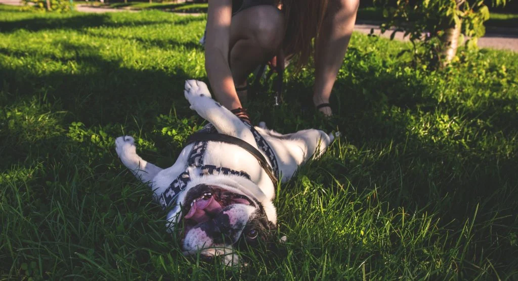 bulldog playing with family outdoors
