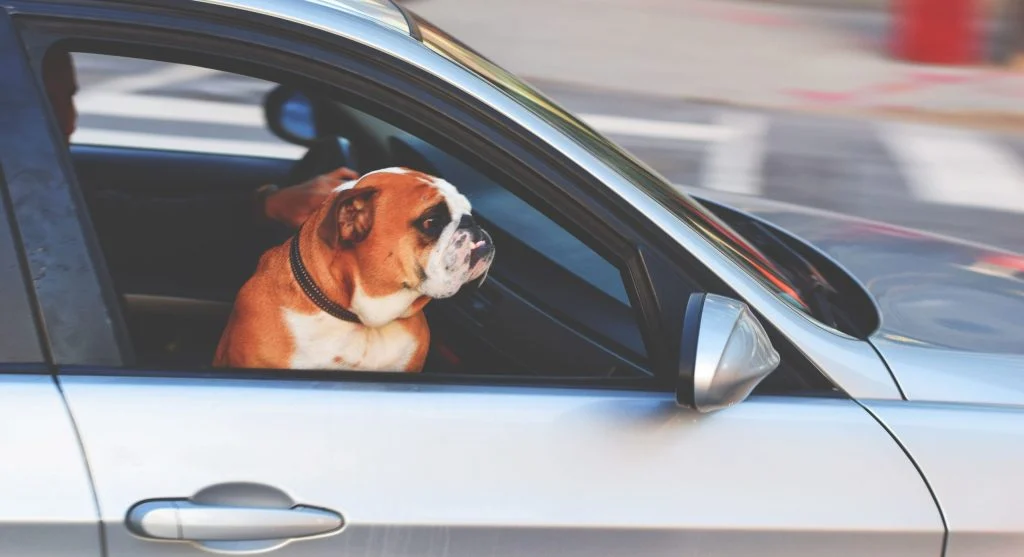bulldog on family vacation
