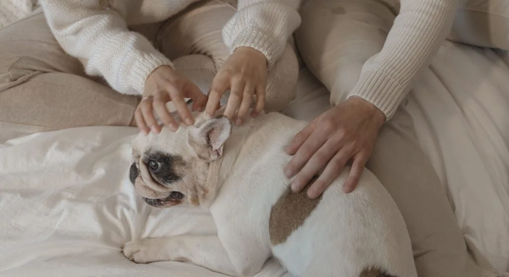 bulldog relaxing at home